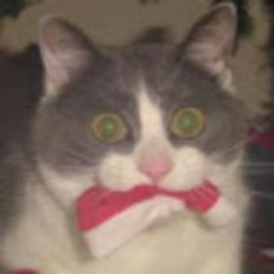 Meet your Posher, Virginia